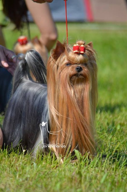  I LIKE GIRLS DU GALOP DU GLOBE &mdash; Labaza DogPedigree YorkshireTerrier